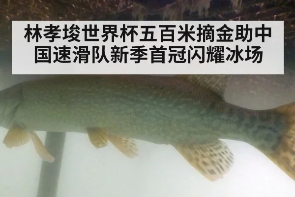 林孝埈世界杯五百米摘金助中国速滑队新季首冠闪耀冰场
